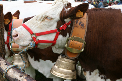 Acheteurs sur Agrilocal25.fr